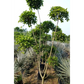 Ficus Retusa Topiary, Indian Laurel Fig, Banyan Fig