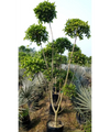 Ficus Retusa Topiary, Indian Laurel Fig, Banyan Fig