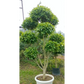 Ficus Retusa Topiary, Indian Laurel Fig, Banyan Fig