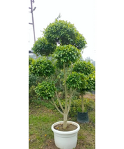 Ficus Retusa Topiary, Indian Laurel Fig, Banyan Fig