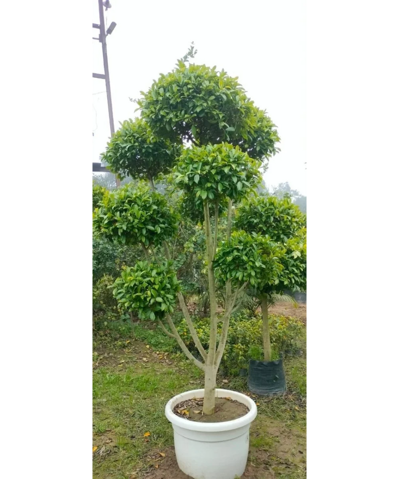 Ficus Retusa Topiary, Indian Laurel Fig, Banyan Fig