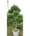 Ficus Retusa Topiary, Indian Laurel Fig, Banyan Fig