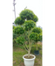 Ficus Retusa Topiary, Indian Laurel Fig, Banyan Fig