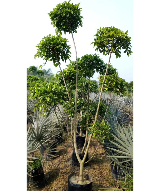 Ficus Retusa Topiary, Indian Laurel Fig, Banyan Fig