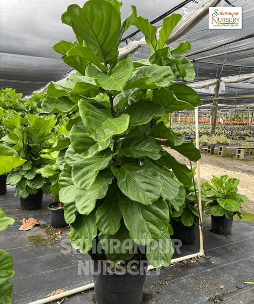 Fiddle-leaf fig tree, Fiddle-leaf, Banjo Fig, Ficus lyrata, Saharanpur Nursery 