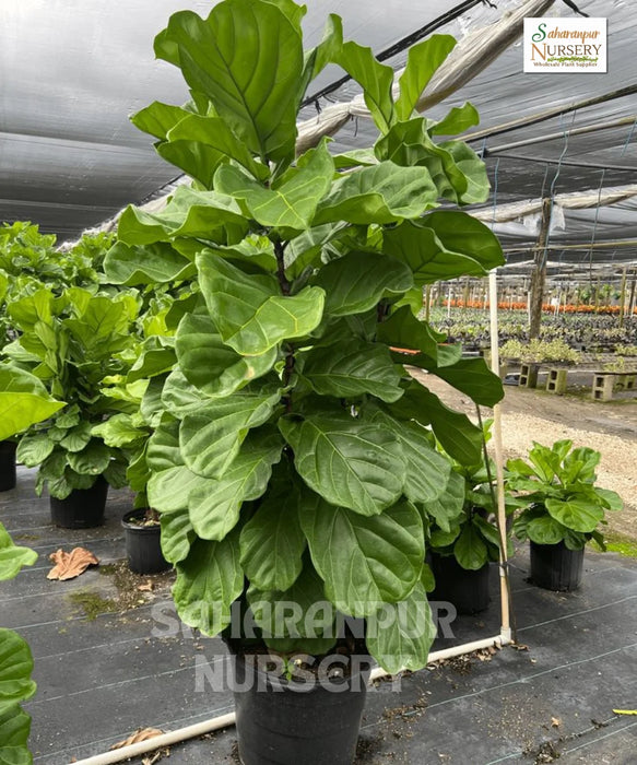 Fiddle-leaf fig tree, Fiddle-leaf, Banjo Fig, Ficus lyrata, Saharanpur Nursery 