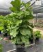Fiddle-leaf fig tree, Fiddle-leaf, Banjo Fig, Ficus lyrata, Saharanpur Nursery 