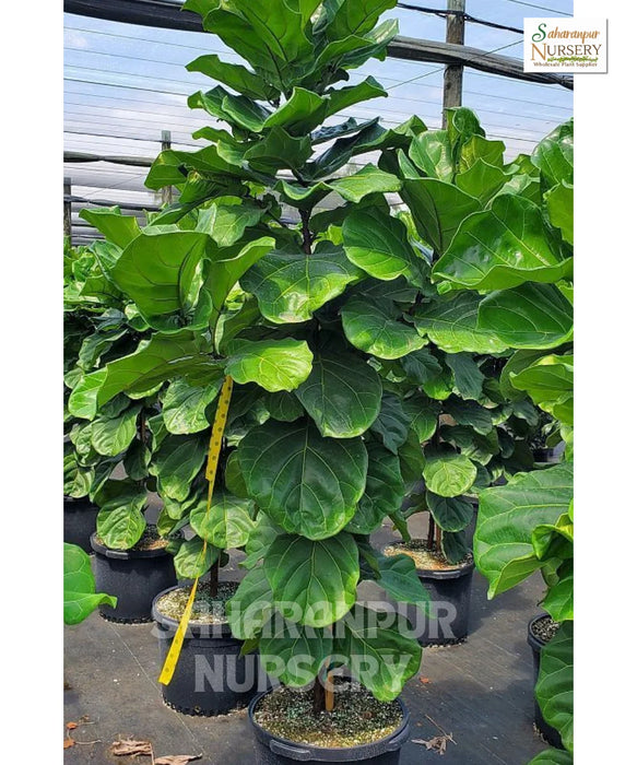 Fiddle-leaf fig tree, Fiddle-leaf, Banjo Fig, Ficus lyrata, Saharanpur Nursery 