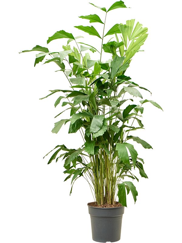 Fishtail Palm - Caryota Urens