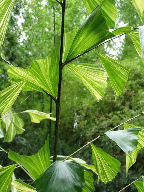 Fishtail Palm