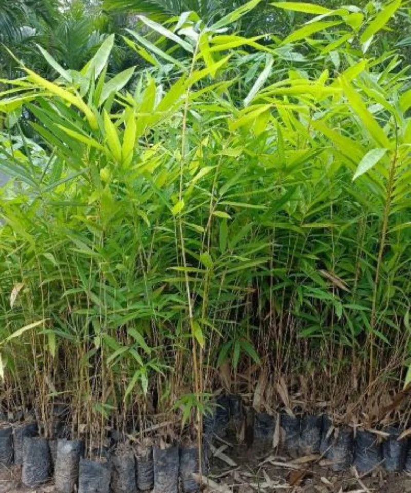 Dendrocalamus giganteus, Giant Bamboo, "Dragon Bamboo, Giant Dendrocalamus, Giant Thornless 
Bamboo, bhalu bans"