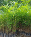 Dendrocalamus giganteus, Giant Bamboo, "Dragon Bamboo, Giant Dendrocalamus, Giant Thornless 
Bamboo, bhalu bans"