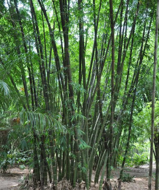 Dendrocalamus giganteus, Giant Bamboo, "Dragon Bamboo, Giant Dendrocalamus, Giant Thornless 
Bamboo, bhalu bans"