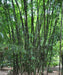 Dendrocalamus giganteus, Giant Bamboo, "Dragon Bamboo, Giant Dendrocalamus, Giant Thornless 
Bamboo, bhalu bans"