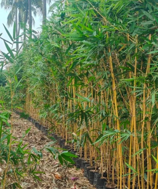 Bambusa vulgaris ‘Vittata’, Golden Bamboo, Bamboo Plant, Ornamental Plant, Saharanpur Nursery, Bamboo Plant Supplier, Wholesale Bamboo Plants, Bamboo Plants at Wholesale, Wholesale Bamboo Plant Supplier, Bamboo Plant Nursery in India