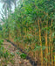 Bambusa vulgaris ‘Vittata’, Golden Bamboo, Bamboo Plant, Ornamental Plant, Saharanpur Nursery, Bamboo Plant Supplier, Wholesale Bamboo Plants, Bamboo Plants at Wholesale, Wholesale Bamboo Plant Supplier, Bamboo Plant Nursery in India