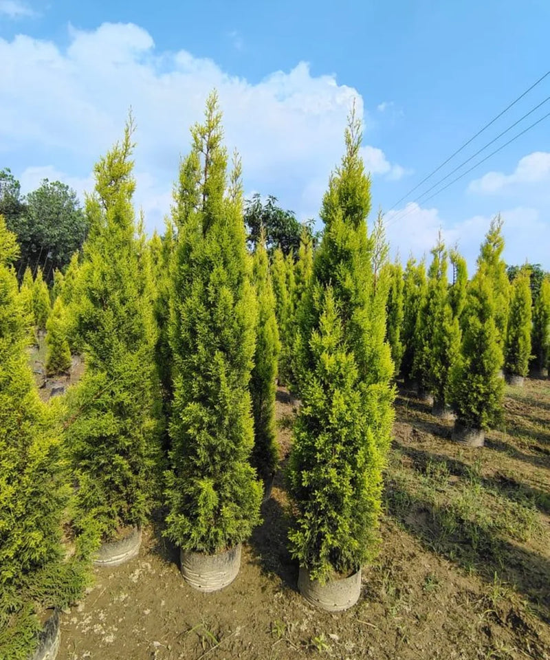 Golden Cypress, Lemon Cypress, Goldcrest Cypress, Cupressus macrocarpa ‘Goldcrest’, Saharanpur Nursery, Wholesale Nursery Plant Supplier, Wholesale Plant Nursery in India, Nursery in India, Landscaping Company, Plant Exporter in India