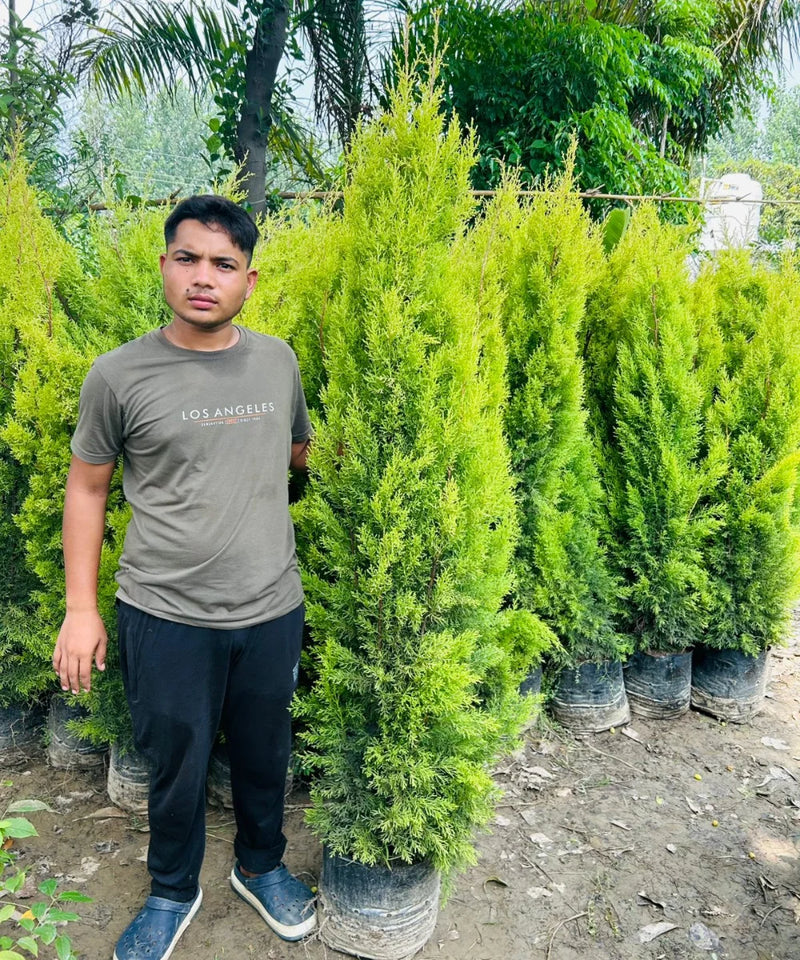 Golden Cypress, Lemon Cypress, Goldcrest Cypress, Cupressus macrocarpa ‘Goldcrest’, Saharanpur Nursery, Wholesale Nursery Plant Supplier, Wholesale Plant Nursery in India, Nursery in India, Landscaping Company, Plant Exporter in India