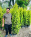 Golden Cypress, Lemon Cypress, Goldcrest Cypress, Cupressus macrocarpa ‘Goldcrest’, Saharanpur Nursery, Wholesale Nursery Plant Supplier, Wholesale Plant Nursery in India, Nursery in India, Landscaping Company, Plant Exporter in India