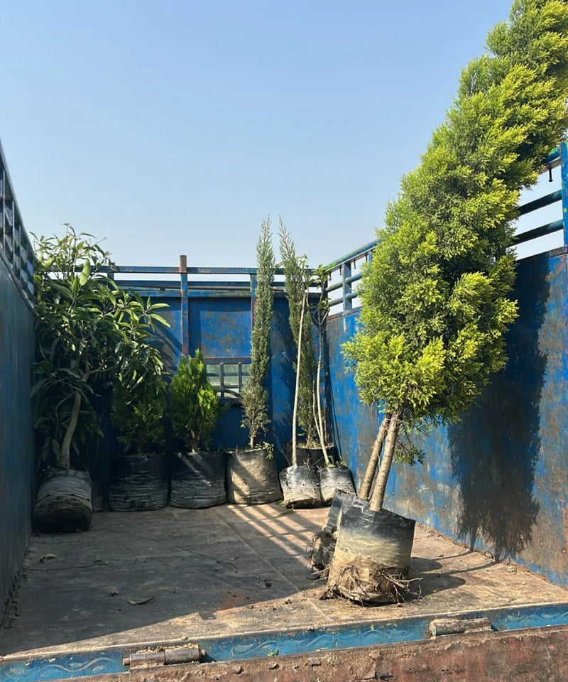 Golden Cypress, Lemon Cypress, Goldcrest Cypress, Cupressus macrocarpa ‘Goldcrest’, Saharanpur Nursery, Wholesale Nursery Plant Supplier, Wholesale Plant Nursery in India, Nursery in India, Landscaping Company, Plant Exporter in India