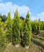Golden Cypress, Lemon Cypress, Goldcrest Cypress, Cupressus macrocarpa ‘Goldcrest’, Saharanpur Nursery, Wholesale Nursery Plant Supplier, Wholesale Plant Nursery in India, Nursery in India, Landscaping Company, Plant Exporter in India