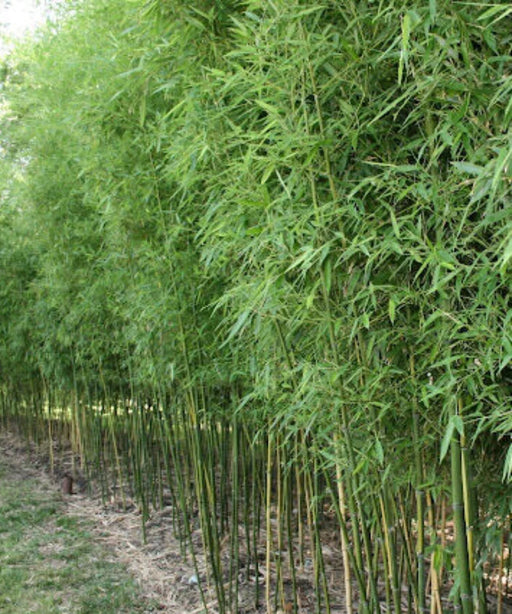Bambusa vulgaris ‘Green.’, Green Bamboo, Bamboo Plants, Ornamental Plants, Landscaping Plants, Saharanpur Nursery, Wholesale Bamboo Plants, Bamboo Plant Supplier, Bamboo Plant Nursery, Wholesale Plant Nursery in India 