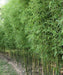 Bambusa vulgaris ‘Green.’, Green Bamboo, Bamboo Plants, Ornamental Plants, Landscaping Plants, Saharanpur Nursery, Wholesale Bamboo Plants, Bamboo Plant Supplier, Bamboo Plant Nursery, Wholesale Plant Nursery in India 