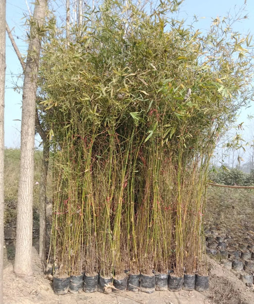 Bambusa vulgaris ‘Green.’, Green Bamboo, Bamboo Plants, Ornamental Plants, Landscaping Plants, Saharanpur Nursery, Wholesale Bamboo Plants, Bamboo Plant Supplier, Bamboo Plant Nursery, Wholesale Plant Nursery in India 