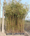 Bambusa vulgaris ‘Green.’, Green Bamboo, Bamboo Plants, Ornamental Plants, Landscaping Plants, Saharanpur Nursery, Wholesale Bamboo Plants, Bamboo Plant Supplier, Bamboo Plant Nursery, Wholesale Plant Nursery in India 