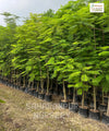 Royal Poinciana / Gul Mohar / Delonix regia - Avenue Trees