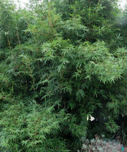 Bambusa Multiplex Green, Chinese Bamboo, Green Hedge Bamboo