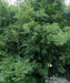 Bambusa Multiplex Green, Chinese Bamboo, Green Hedge Bamboo