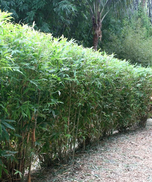Bambusa Multiplex Green, Chinese Bamboo, Green Hedge Bamboo