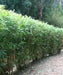 Bambusa Multiplex Green, Chinese Bamboo, Green Hedge Bamboo