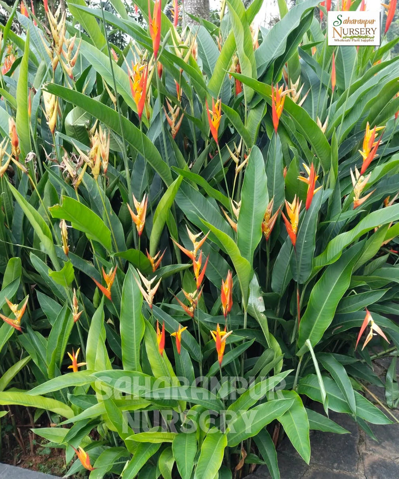 false bird-of-paradise, Heliconia Densiflora,  hanging lobster claws, Saharanpur Nursery