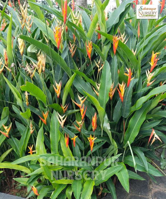 false bird-of-paradise, Heliconia Densiflora,  hanging lobster claws, Saharanpur Nursery
