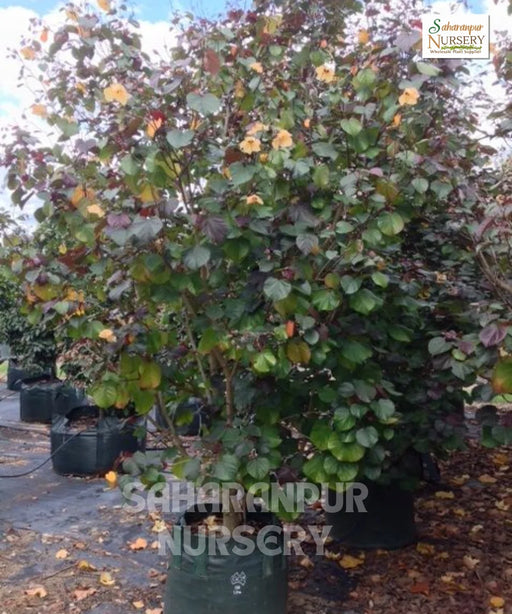 Sea Hibiscus, Tree Mallow, Coastal Cottonwood