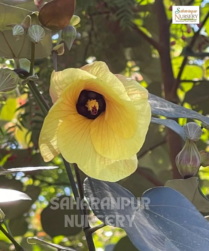 Sea Hibiscus | Botanical Name Hibiscus Tiliaceus | Tree Mallow | Ornamental Plant | Saharanpur Nursery | Wholesale Shrubs Plant Supplier