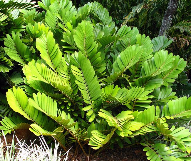 Cardboard Palm - Zamia Furfuracea