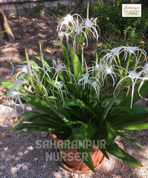 Hymenocallis littoralis, Beach spider lily, lirio de playa