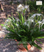 Hymenocallis littoralis, Beach spider lily, lirio de playa