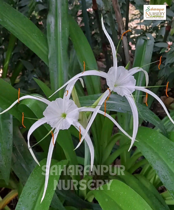 Hymenocallis littoralis, Beach spider lily, lirio de playa