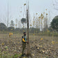 Buy Poplar Tree in Roorkee | Bulk Poplar Tree | Wholesale Price Poplar Tree | Poplar Tree Supplier in Roorkee | Poplar Tree Nursery | Poplar Supplier in Roorkee | Poplar Nursery in Roorkee | Wholesale Poplar Nursery