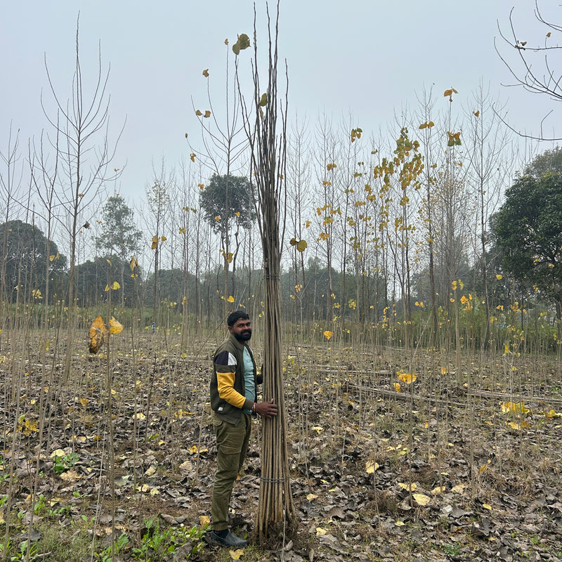 Buy Poplar Tree in Baghpat | Bulk Poplar Tree | Wholesale Price Poplar Tree | Poplar Tree Supplier in Baghpat | Poplar Tree Nursery | Poplar Supplier in Baghpat | Poplar Nursery in Baghpat | Wholesale Poplar Nursery