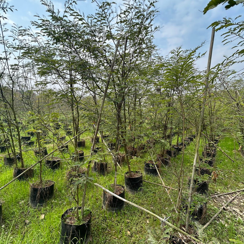 Buy Tamarind Plant , Imli  – Sweet & Tangy Delight for Your Garden