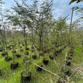 Buy Tamarind Plant , Imli  – Sweet & Tangy Delight for Your Garden
