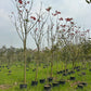 Erythrina indica tree, Indian coral tree, Tota tree in wholesale