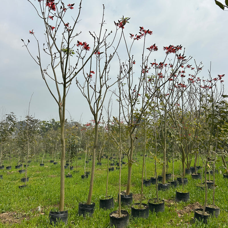 Erythrina indica tree, Indian coral tree, Tota tree in wholesale