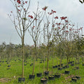 Erythrina indica tree, Indian coral tree, Tota tree in wholesale