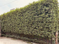 Conocarpus Tree , Conocarpus erectus, Conocarpus lancifolius